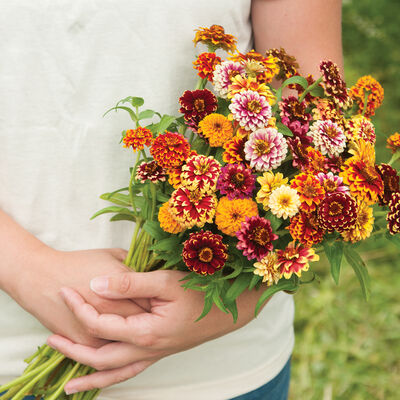 Jazzy Mix Zinnias