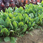 Red Tabby Smooth-Leaf Spinach