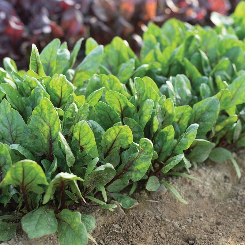 Red Tabby Smooth-Leaf Spinach