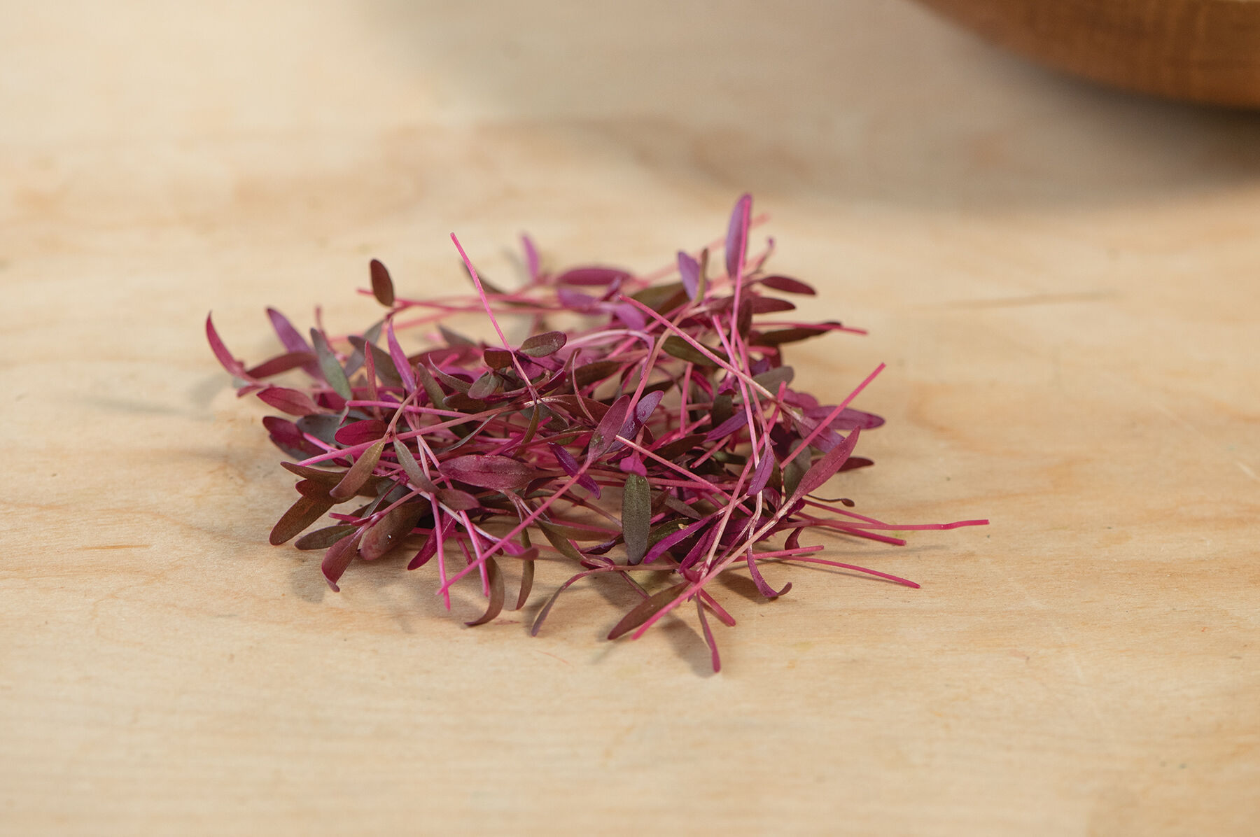 アマランスKHリミックス Amaranth, Garnet Red - Microgreen Seed | Johnny's Selected Seeds