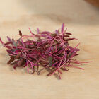 Amaranth, Garnet Red Microgreen Vegetables