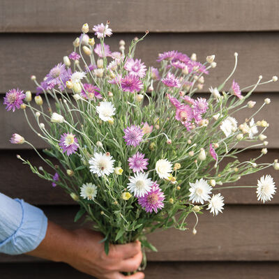 Paper Flower Double Mixture Xeranthemum