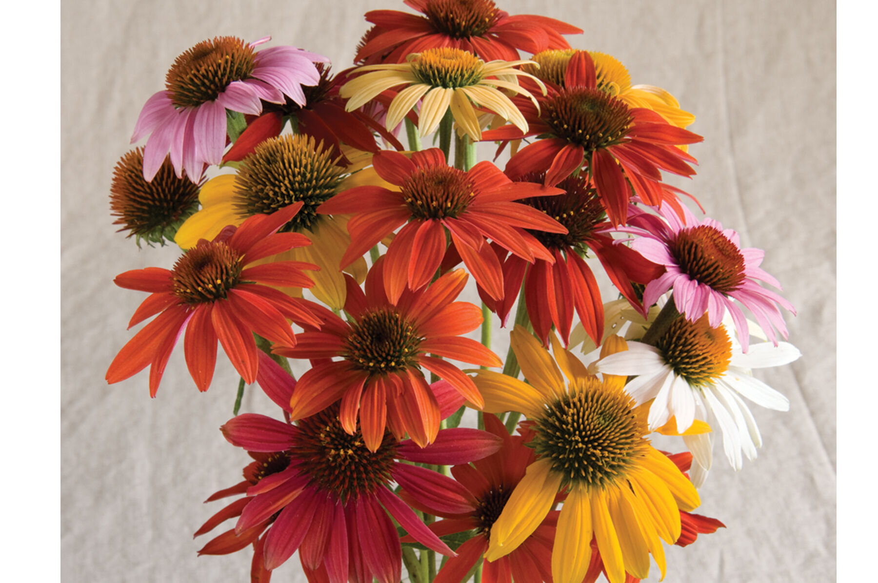 Cheyenne Spirit Echinacea (Coneflower)