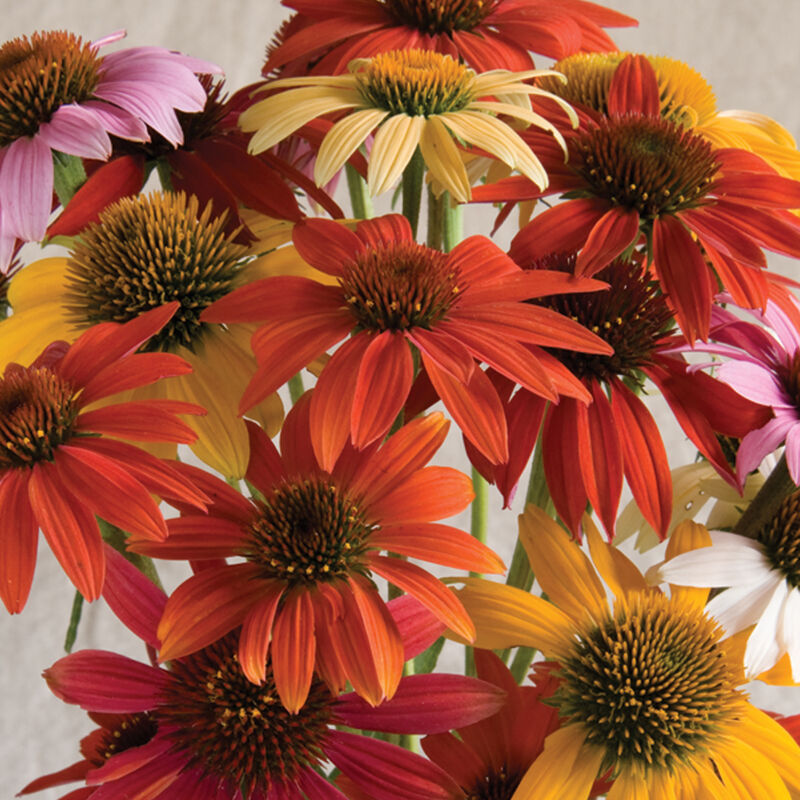 Cheyenne Spirit Echinacea (Coneflower)