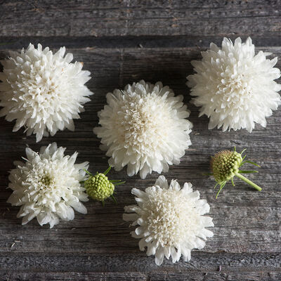 Snowmaiden Scabiosa (Pincushion Flower)