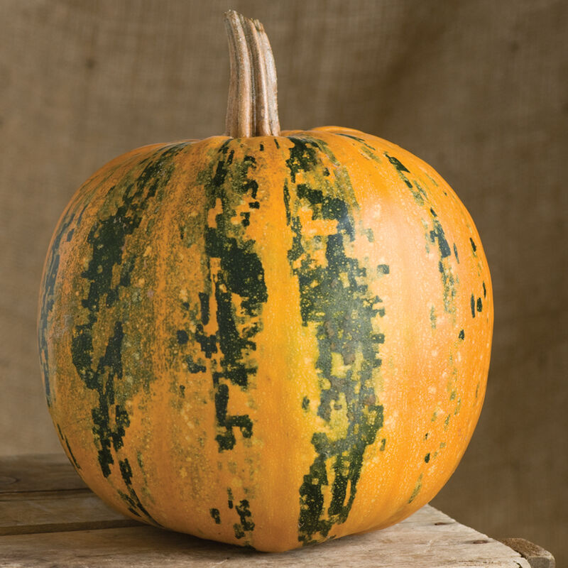 Kakai Kakai Specialty Pumpkins