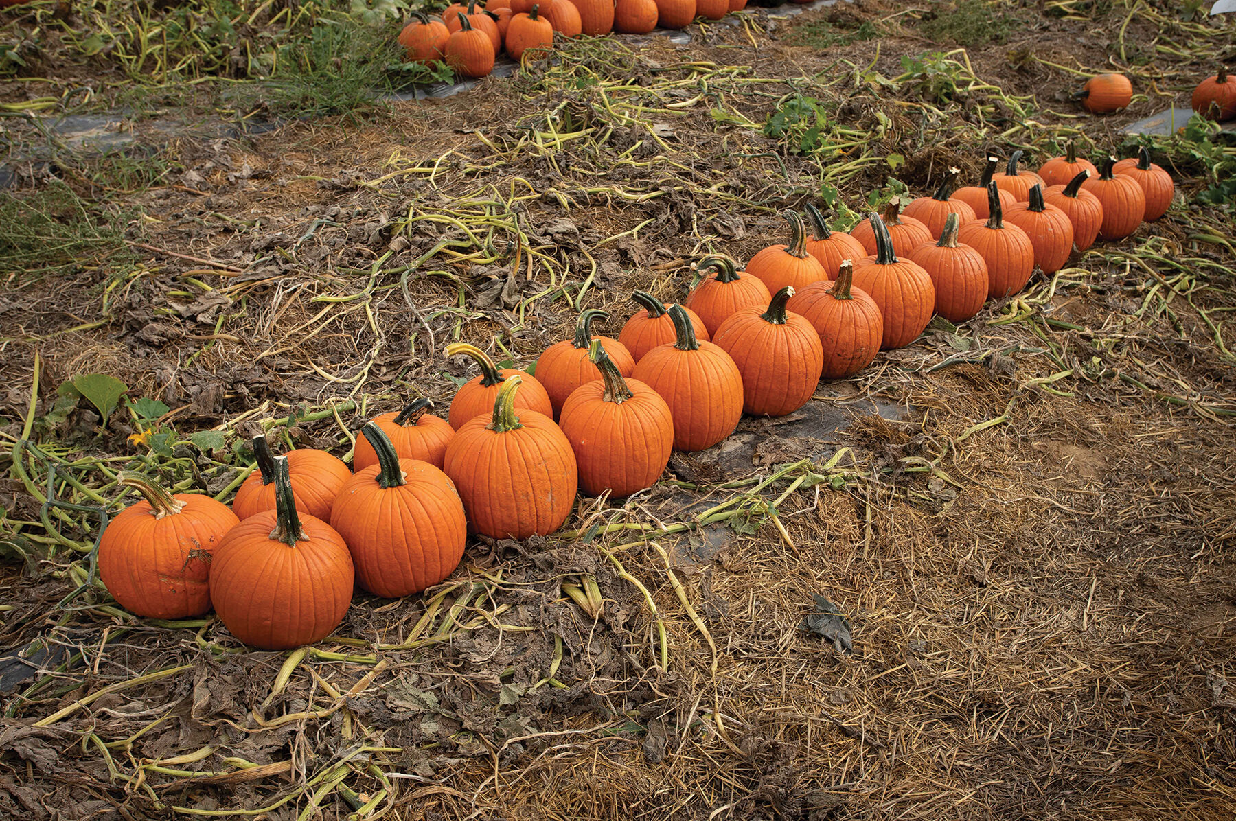 Renegade PMR Jack-o-Lanterns