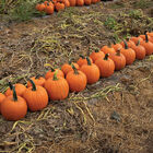 Renegade PMR Renegade PMR Jack-o-Lanterns