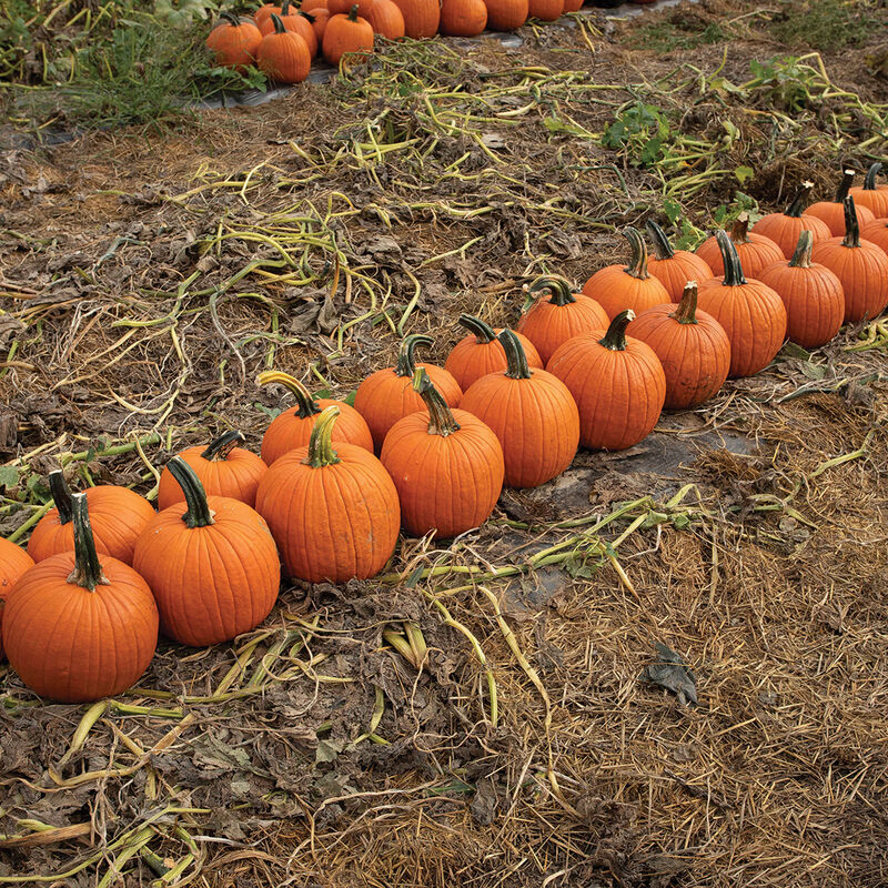 Renegade PMR Renegade PMR Jack-o-Lanterns