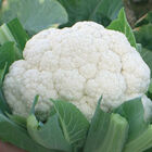 Fujiyama Standard Cauliflower