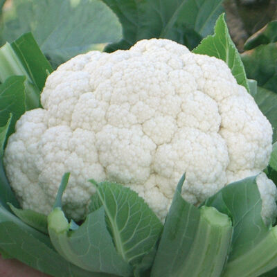 Fujiyama Standard Cauliflower