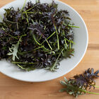 KX-1 Kale