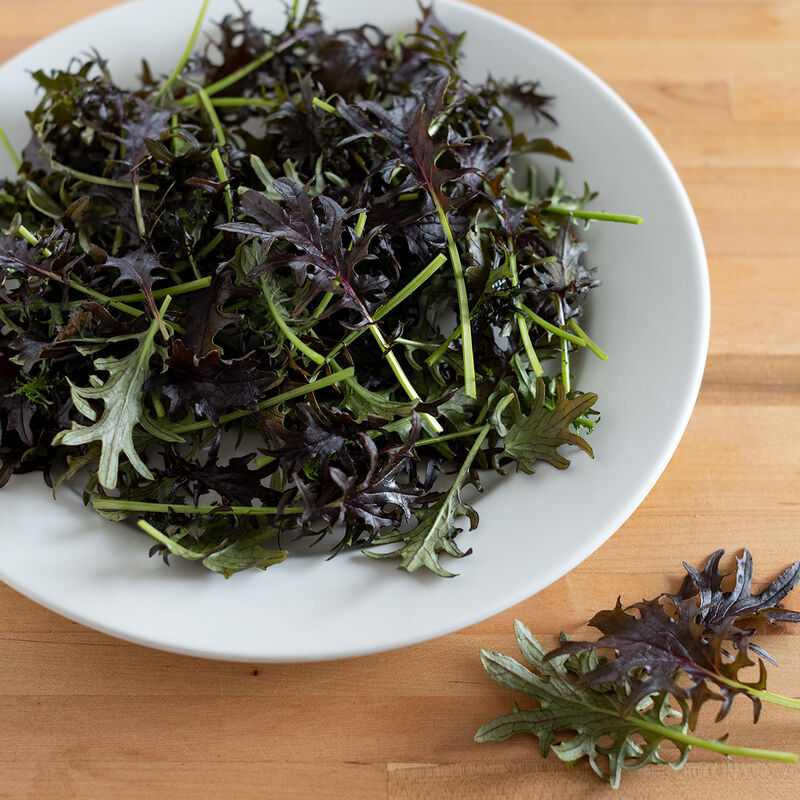 KX-1 Kale