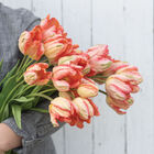 Apricot Parrot Tulips