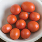 Monica Paste Tomatoes