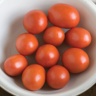 Monica Paste Tomatoes