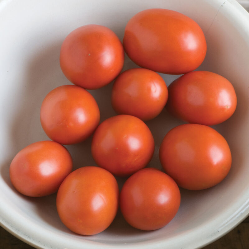 Monica Paste Tomatoes