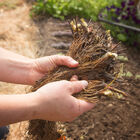 AC Valley Sunset – Spring-Planted Strawberry Bare-Root Plants