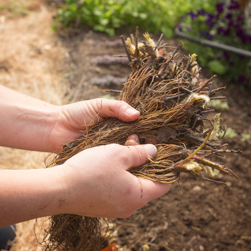 AC Valley Sunset – Spring-Planted Strawberry Bare-Root Plants
