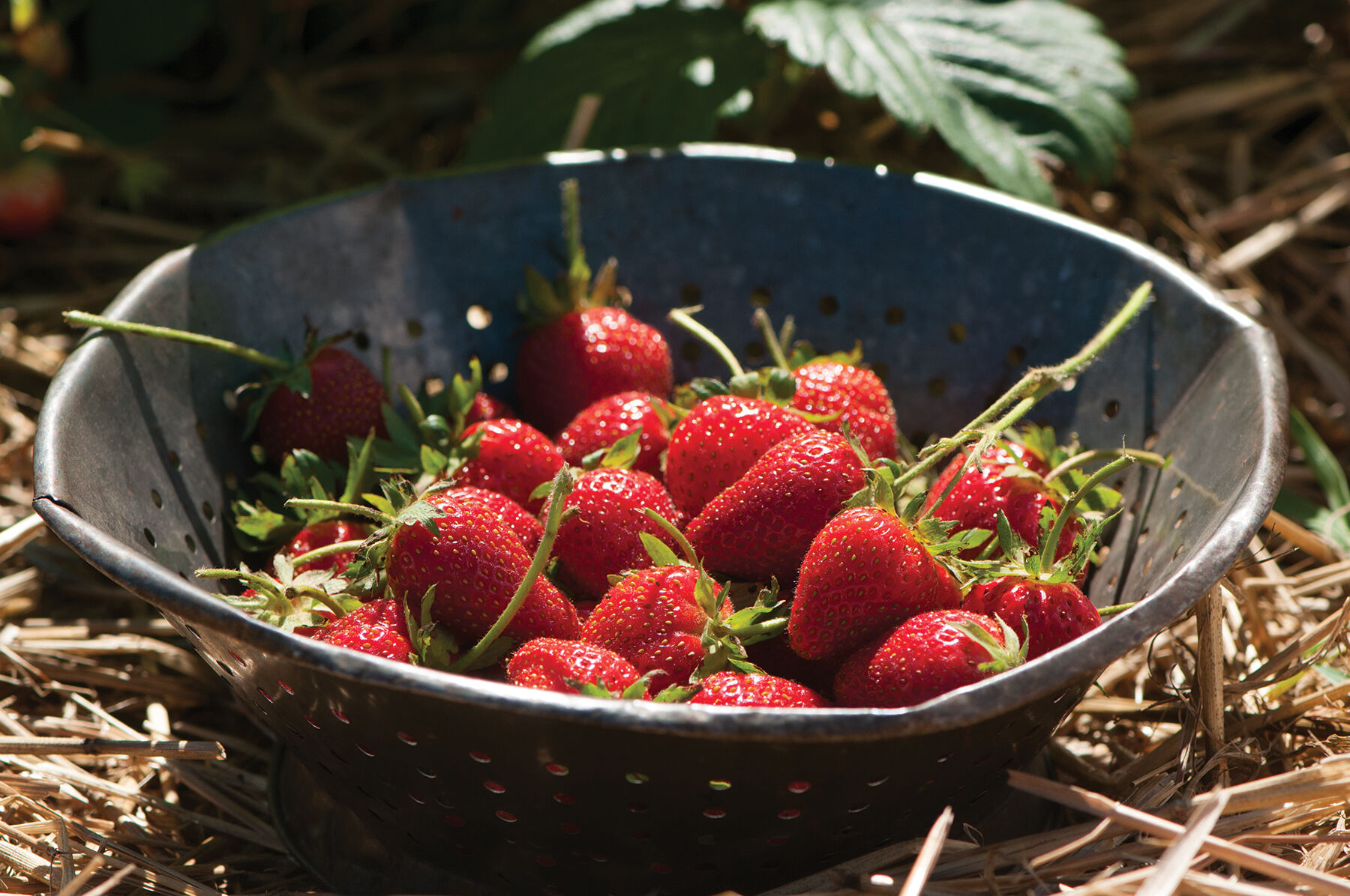 Strawberry seeds shop
