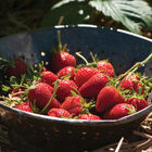 Elan Strawberry Seeds