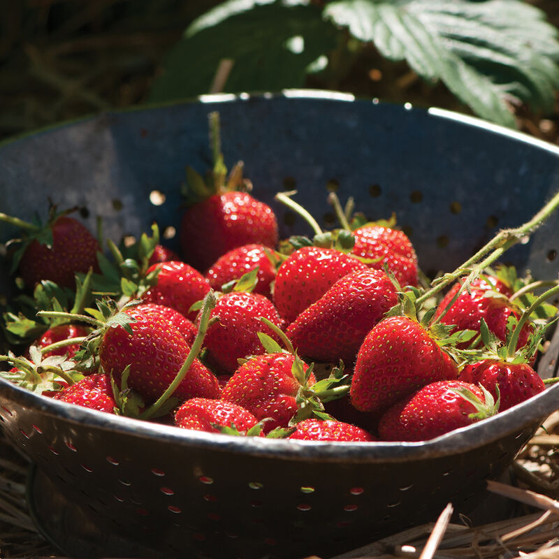 Elan Strawberry Seeds