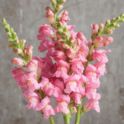 Potomac Pink Warm Season (Groups 3–4)