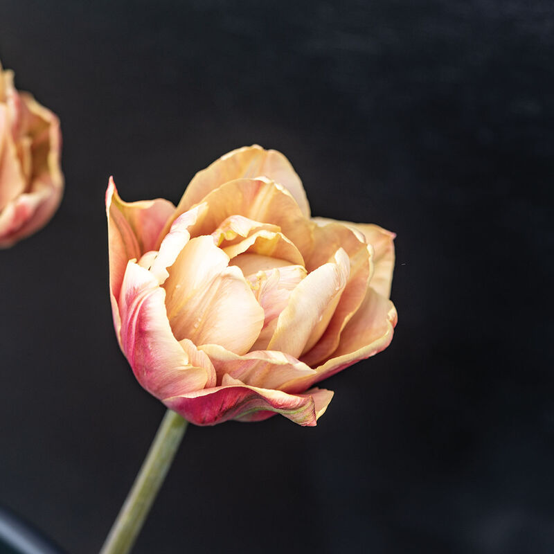 La Belle Epoque Tulips