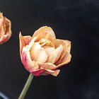 La Belle Epoque Tulips
