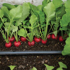 Donato Round Radishes