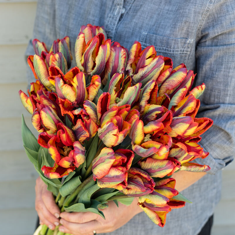 Tulipa Rasta Parrot - Bulbes de Tulipes x10 - Bulbes à Fleurs