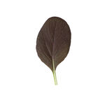 Rosie Asian Greens