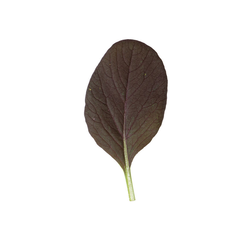 Rosie Asian Greens