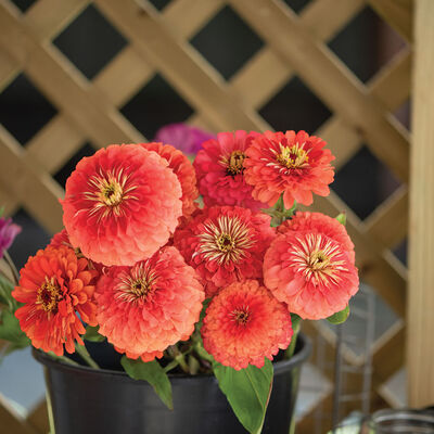 Giant Coral Zinnias