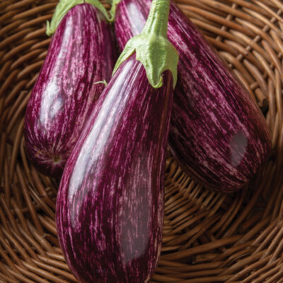 Annina Annina Italian Eggplants