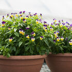 Helen Mount Viola (Pansy)