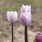 Silver Cloud Tulips