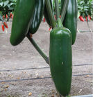 Jedi Hot Peppers