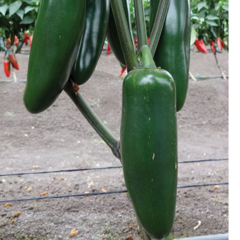 Jedi Hot Peppers