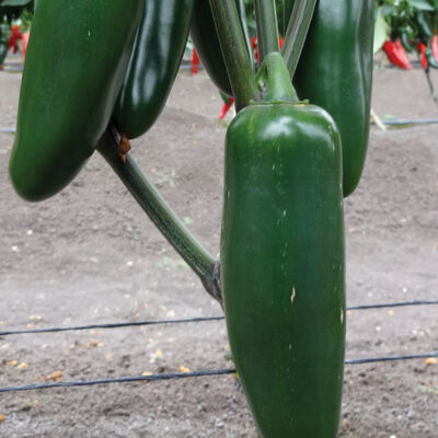 Jedi Jedi Hot Peppers