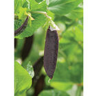 Royal Snow Snow Peas