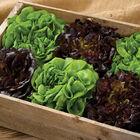 Salanova® Home Garden Mix Salanova® Lettuce