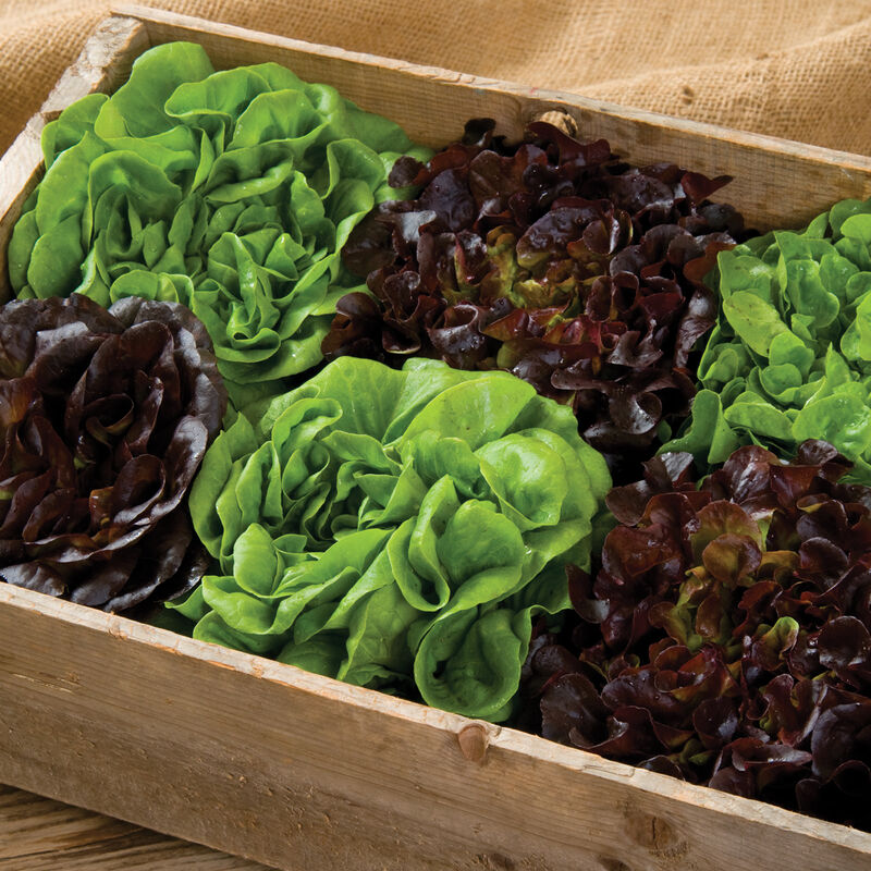 Salanova® Home Garden Mix Salanova® Lettuce