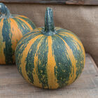 Junona Specialty Pumpkins