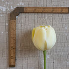 Ivory Floradale Tulips