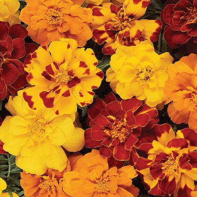 Durango Outback Mix Marigold