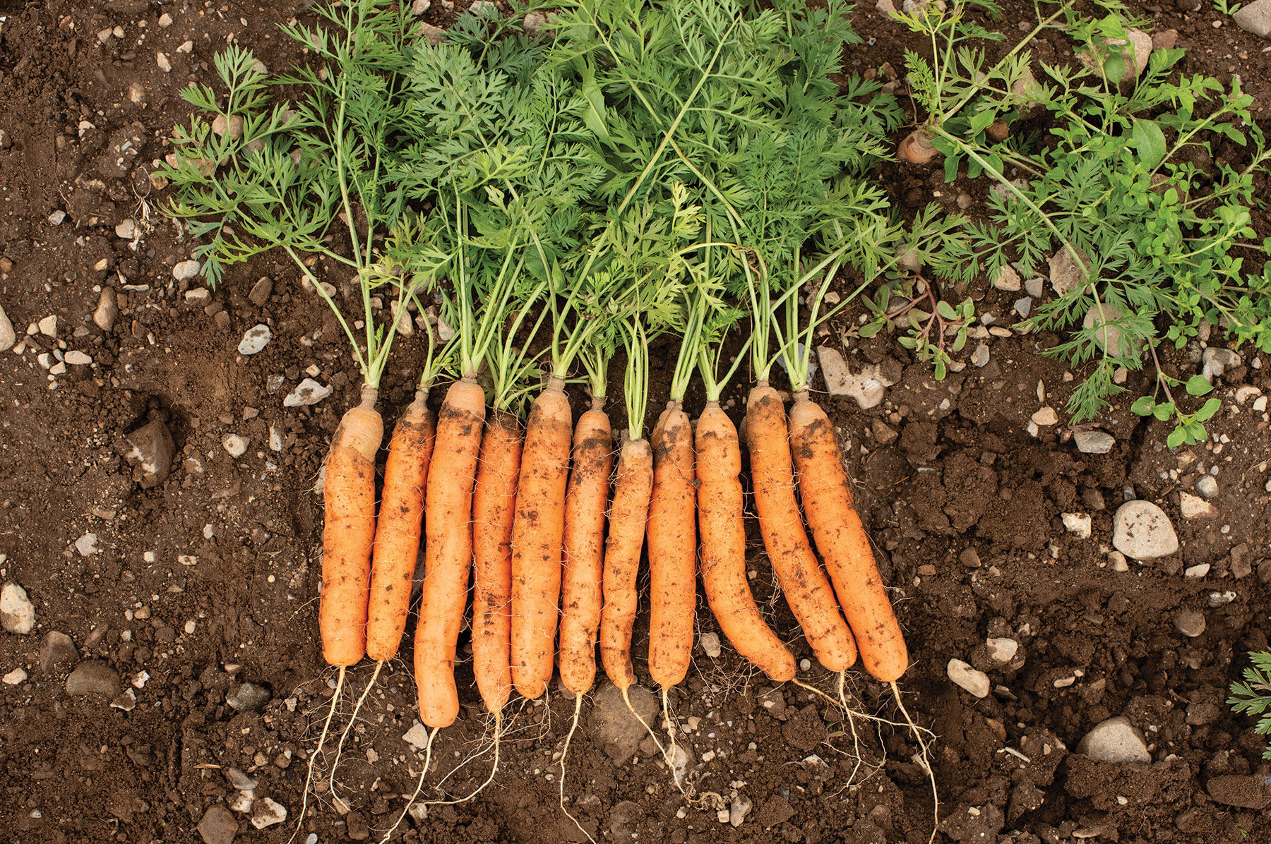 レビュー高評価の商品!の商品をすべて Baby - Adelaide Carrot Seeds Selected Johnny's | Seeds 靴