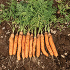 Adelaide Early Carrots