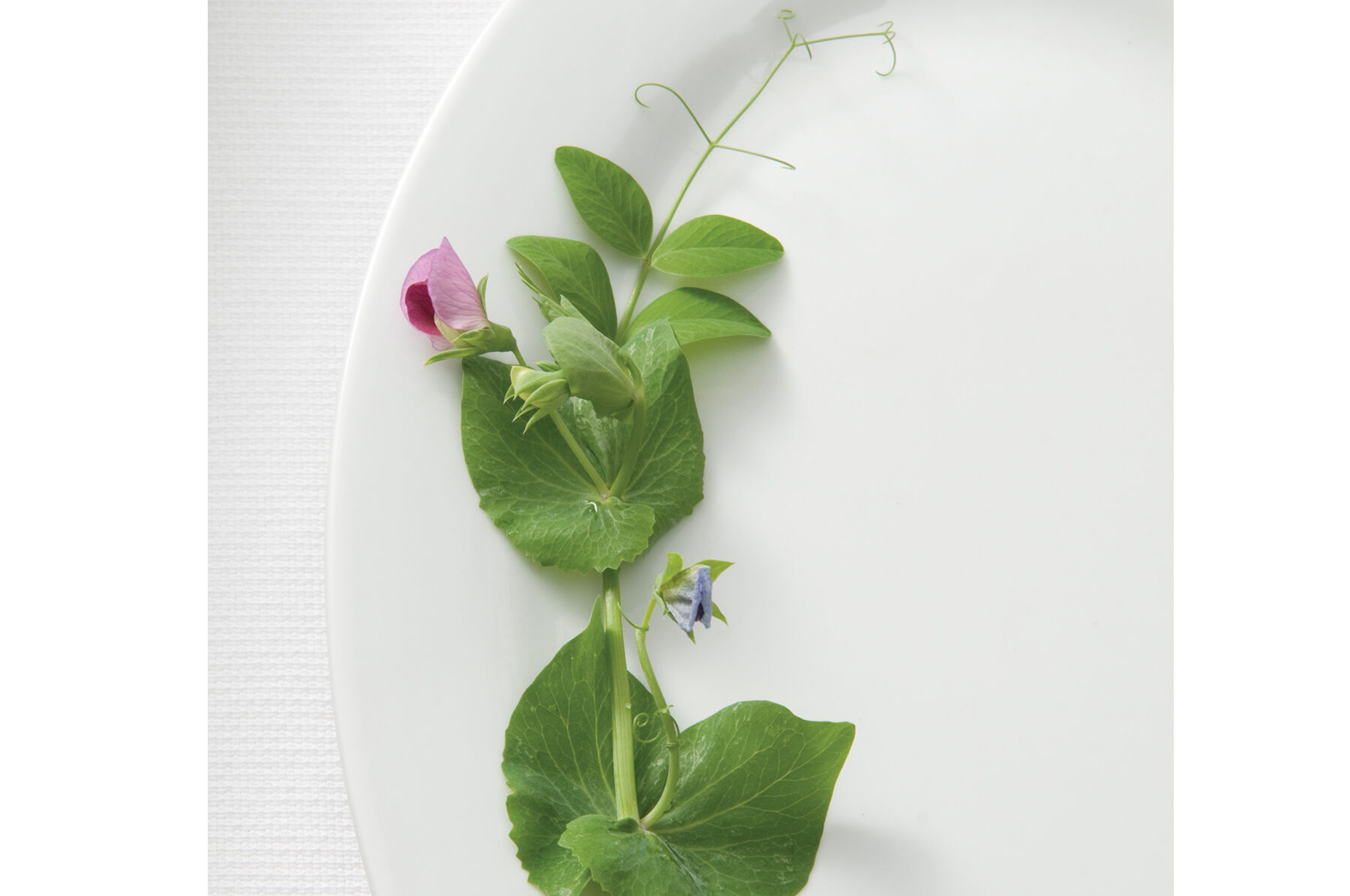 Dwarf Grey Sugar Greens and Garnish Peas