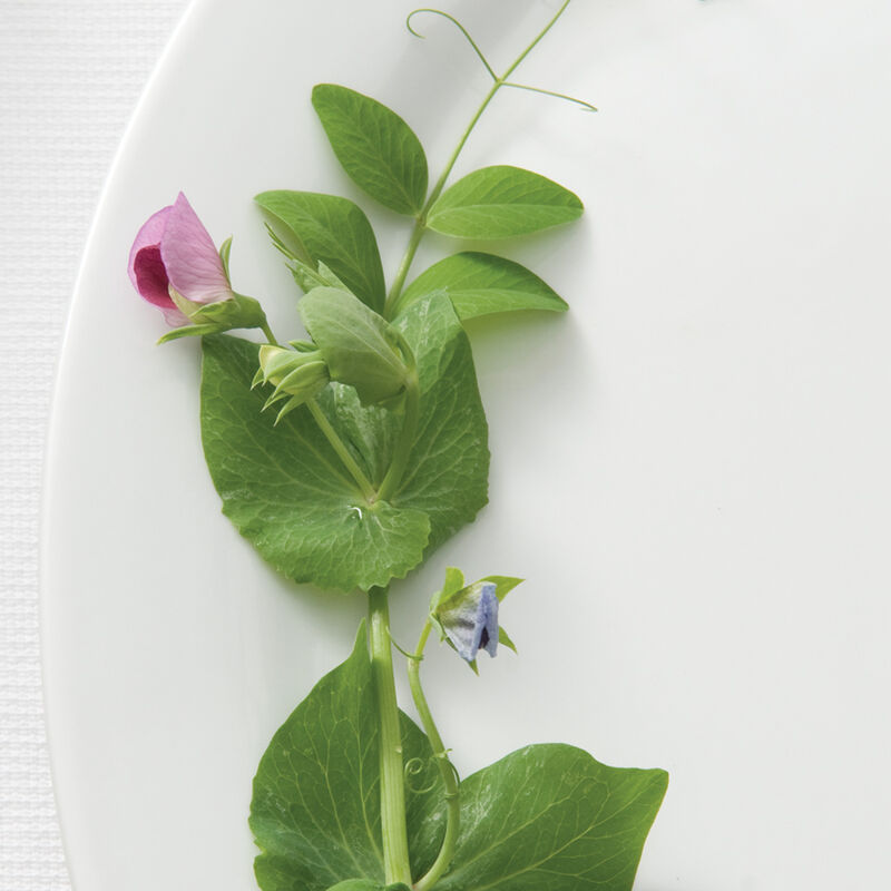 Dwarf Grey Sugar Dwarf Grey Sugar Greens and Garnish Peas